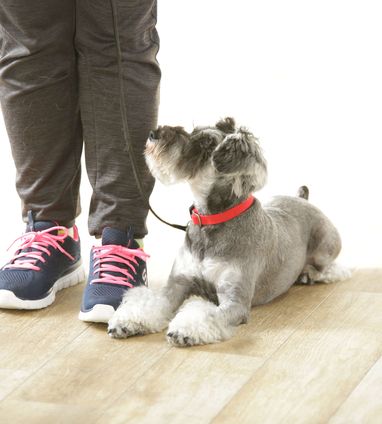 大阪府豊中市にある犬のようちえん 犬のしつけ教室ヘイドッグズ