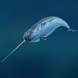 イッカクの話 | Doctor's Blog | 船曳歯科クリニック