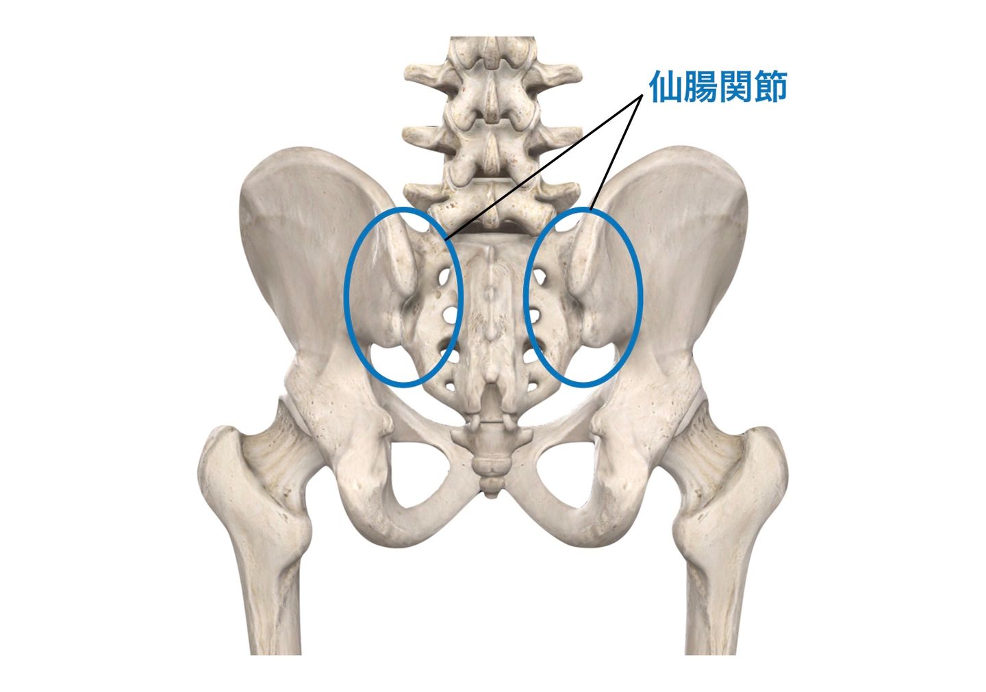 アドバンス vol.25vol.29腰痛、膝痛、五十肩、脊柱管狭窄症