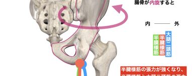 大腿二頭筋腱