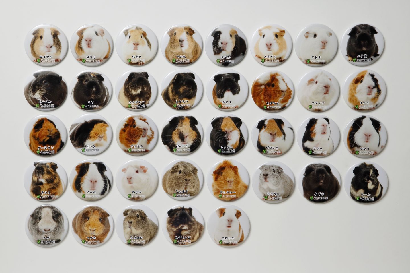 11/20より新発売】モル缶バッジ入り！モルモットぷち丸缶（全7種