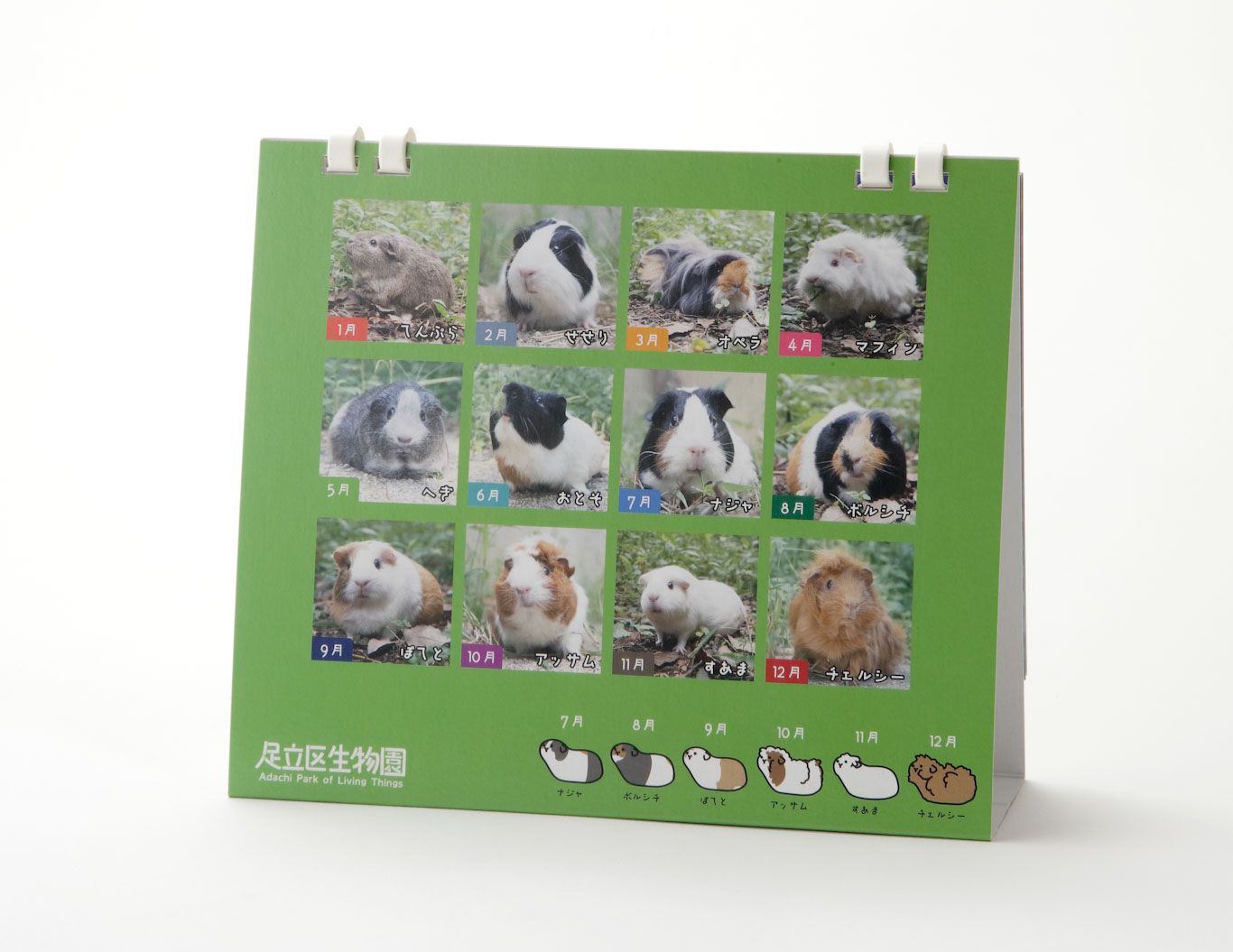 もっともっとモルモットカレンダー2025 | モルモットcpグッズ