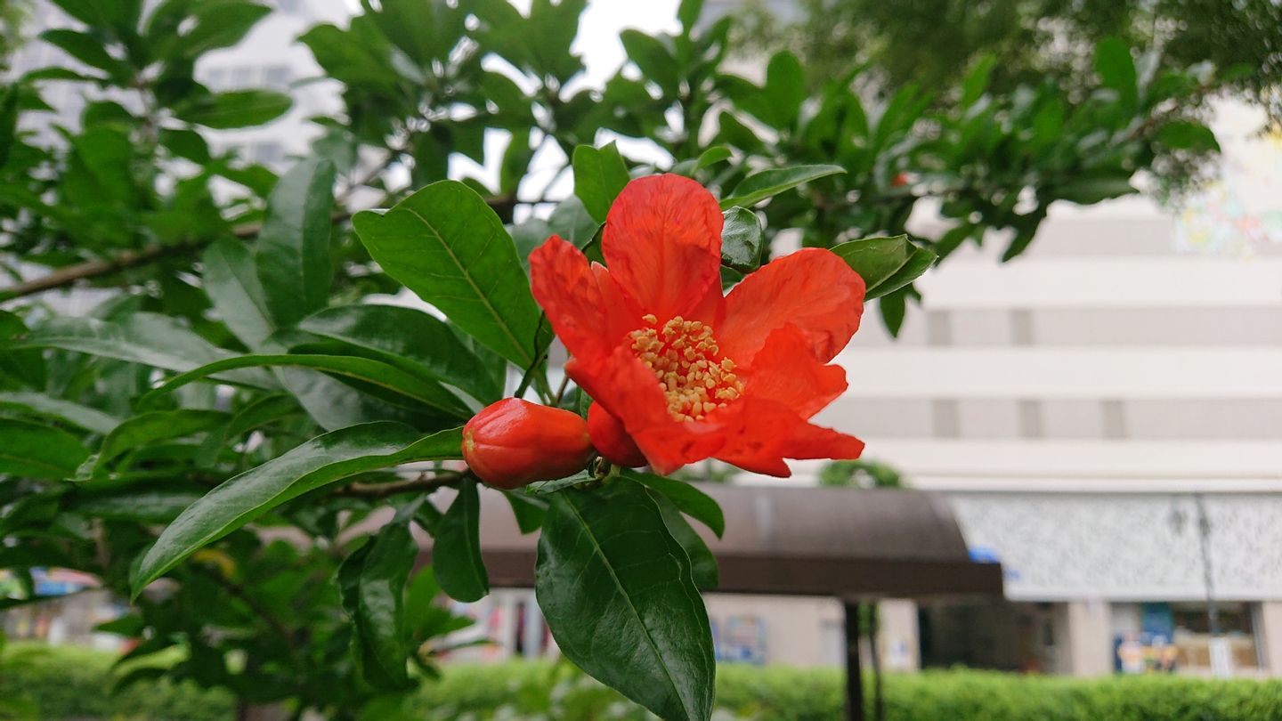 ザクロ | 花々 | カトリック赤羽教会