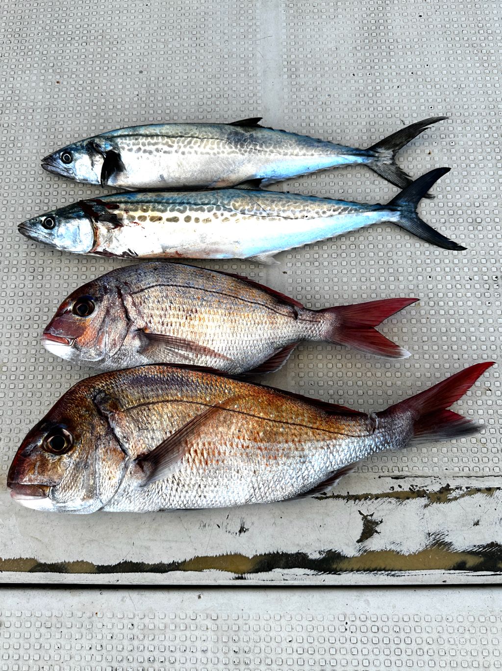 サゴシ | 最新釣果情報 | 釣り船角田