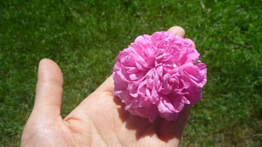 美容効果たっぷりの香り豊かな品から 防腐剤水のような最悪品まで ローズウォーターのお話し ブログ Organicanti Aging