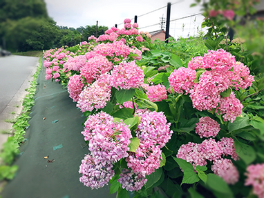 花のリレー・プロジェクト | blog_NEWS | 花のリレー・プロジェクト