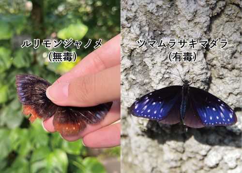 ルリモンジャノメ | 生きもの | 【足立区生物園】