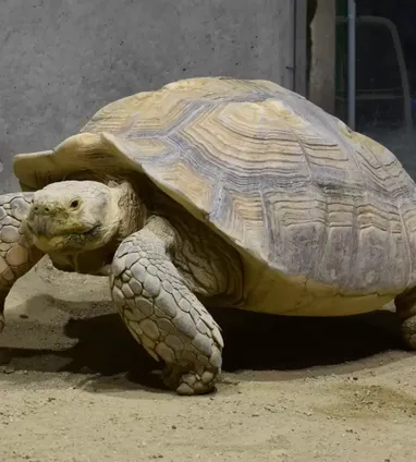 ケヅメリクガメ | 生きもの | 【足立区生物園】