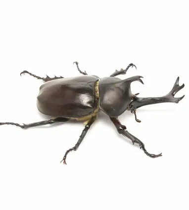 カブトムシ カブトムシ | 生きもの | 【足立区生物園】