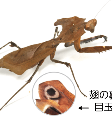 メダマカレハカマキリ | 生きもの | 【足立区生物園】