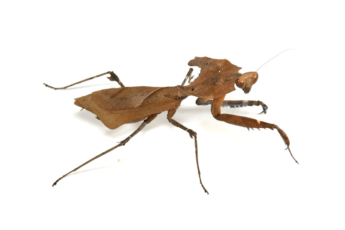南米のカレハカマキリ メダマカレハカマキリ | 生きもの | 【足立区生物園】