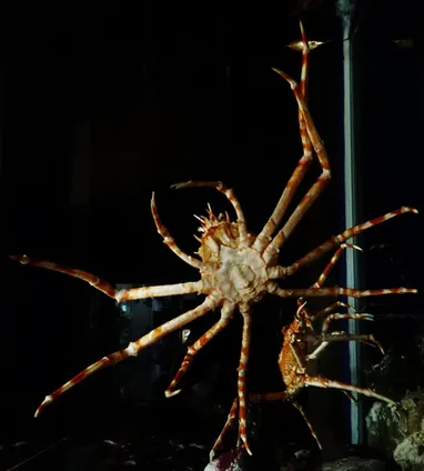 生物細密画画「タカアシガニ」 タカアシガニ | 生きもの | 【足立区生物園】