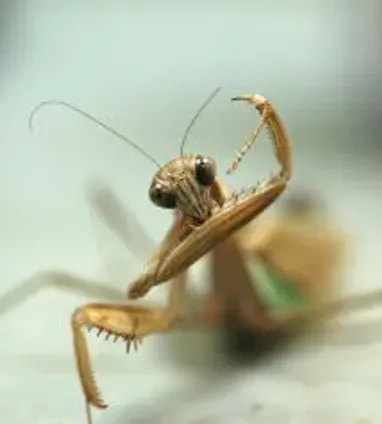 オオカマキリ | 生きもの | 【足立区生物園】