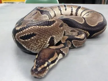 ボールニシキヘビ | 生きもの | 【足立区生物園】