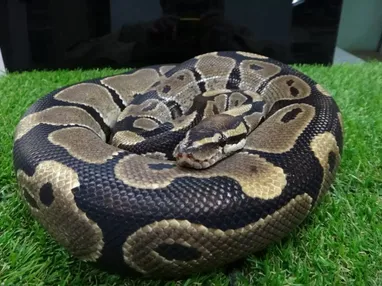 ボールニシキヘビ | 生きもの | 【足立区生物園】