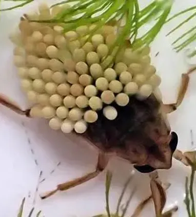 ローカル　マンモス2 コオイムシ コオイムシ | 生きもの | 【足立区生物園】