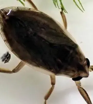 コオイムシ | 生きもの | 【足立区生物園】