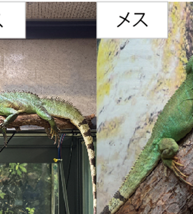 インドシナウォータードラゴン | 生きもの | 【足立区生物園】