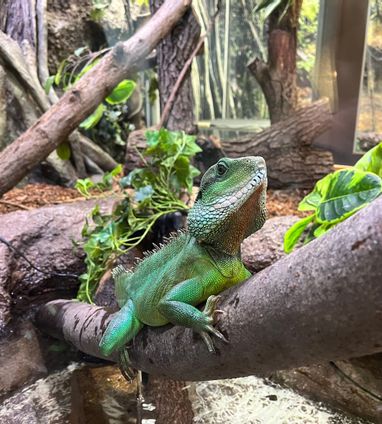 インドシナウォータードラゴン | 生きもの | 【足立区生物園】