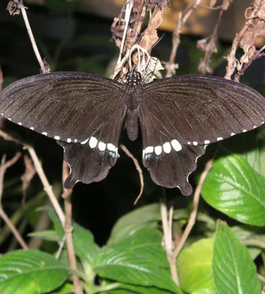 【黒化型】シロオビアゲハ（1メス、沖縄産） シロオビアゲハ | 生きもの | 【足立区生物園】