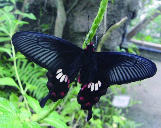 【黒化型】シロオビアゲハ（1メス、沖縄産） シロオビアゲハ | 生きもの | 【足立区生物園】