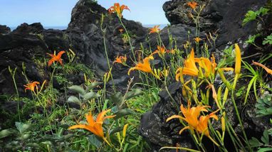 城ヶ崎のの花の紹介 カンゾウ ブログ 伊豆高原観光マップ