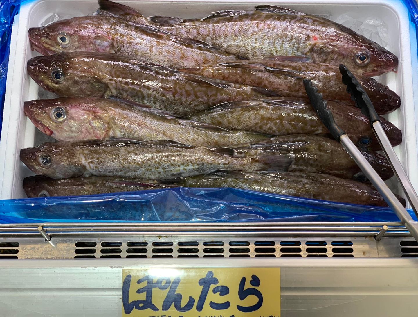 FISH_PROTAIN | 店長ブログ。 | 浜の駅松川浦