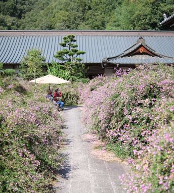 萩の花ってどんな花なの 花言葉や見頃 育て方について色々調べてみました 高松市のお寺ヨガ 最明寺ヨガブログ 最明寺ヨガ