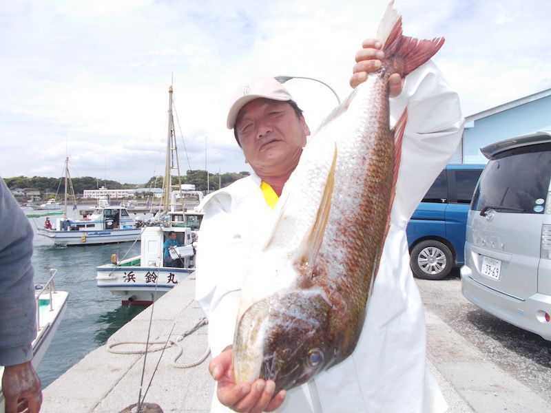 真鯛の額 ☆超特大・真鯛（マダイ）1枚80センチ超え！！！卸すことが可能