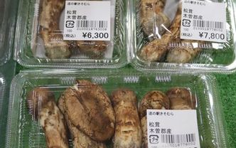 信州木曽産 松茸540グラム-