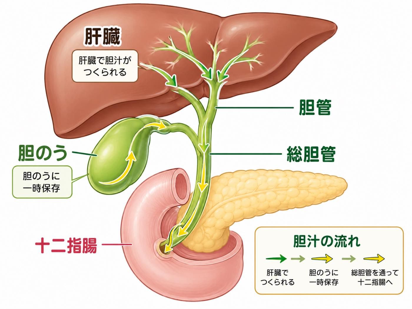 胆石症とは？ 〜お腹の中にできる「石」と上手につき合うために