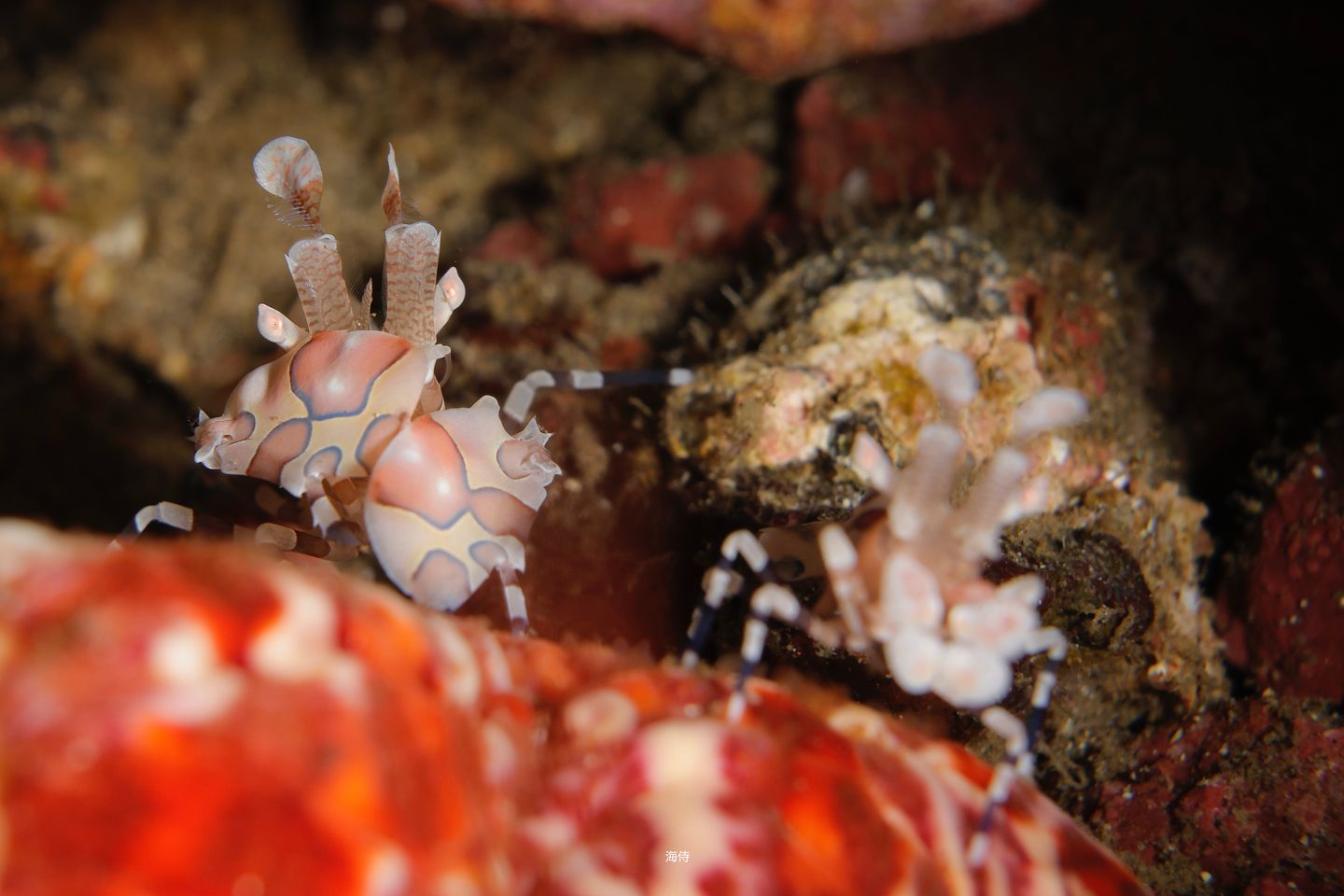 フリソデエビ♪♪ペアに＾＾ | 伊豆大島ダイビングサービス海侍のブログ | 伊豆大島ダイビングサービス海侍