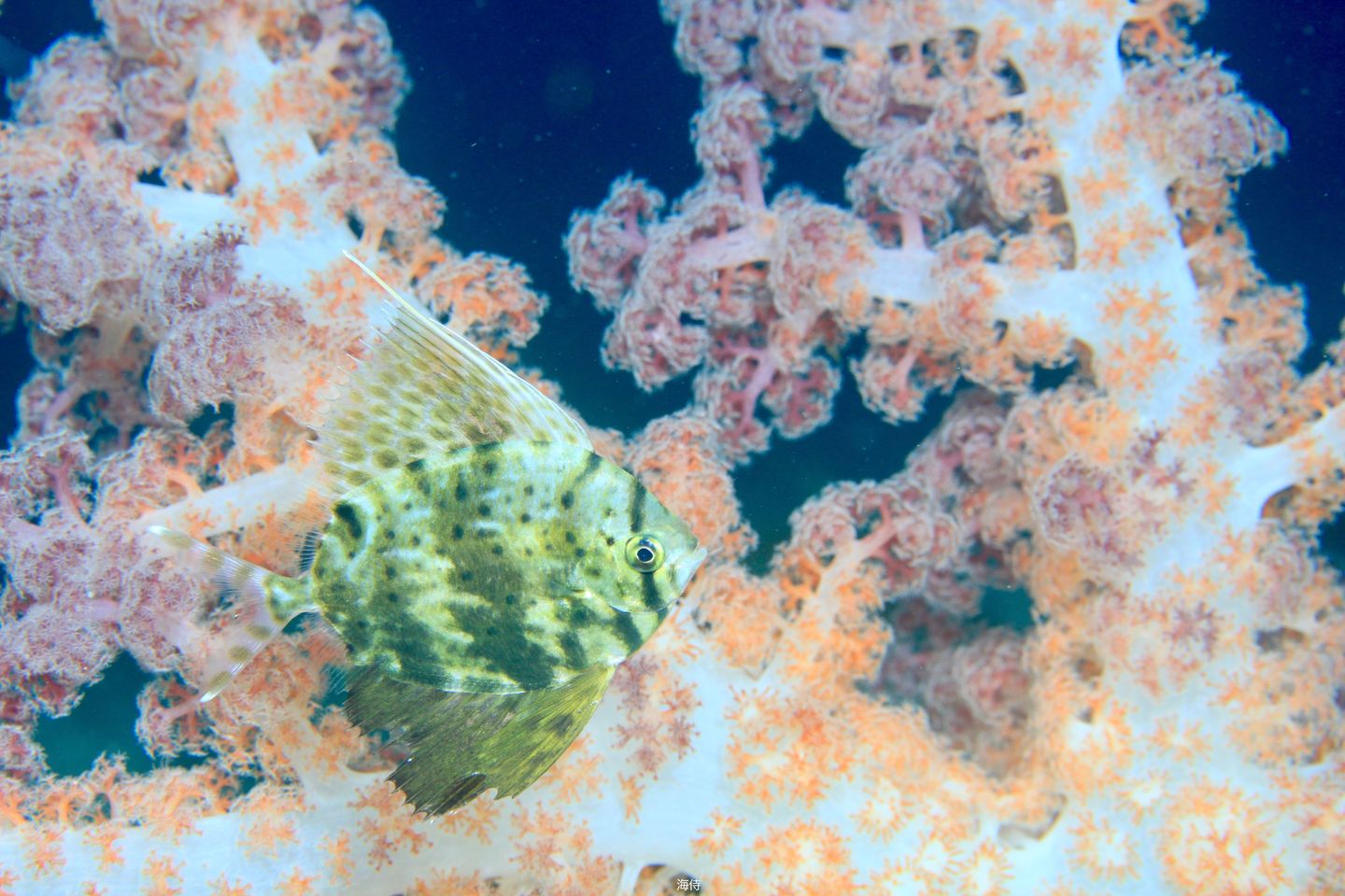 マツカサウオ | 伊豆大島ダイビングサービス海侍のブログ | 伊豆大島