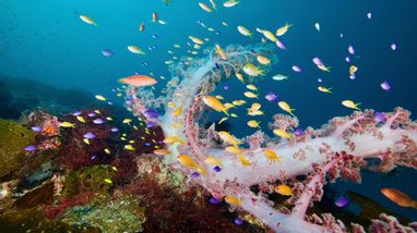 アサヒハナゴイ | 伊豆大島ダイビングサービス海侍のブログ | 伊豆大島