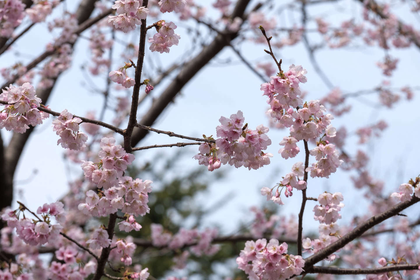 寒桜 Blog Blog Knulpaagallery